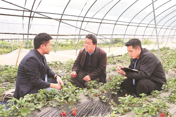 凯里市纪检监察干部在下司镇草莓基地开展监督检查。通讯员 吴莉 摄