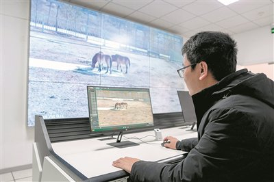 图为2月3日，在甘肃濒危动物保护中心普氏野马饲养繁育基地，工作人员通过监控观察普氏野马进食情况。新华社记者 郎兵兵  摄
