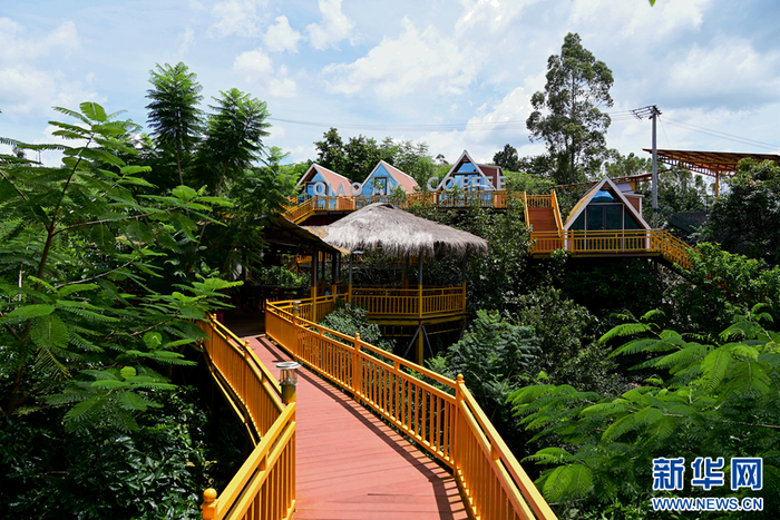 桥安咖啡庄园一景（8月25日摄）。新华网发（刘起 摄）