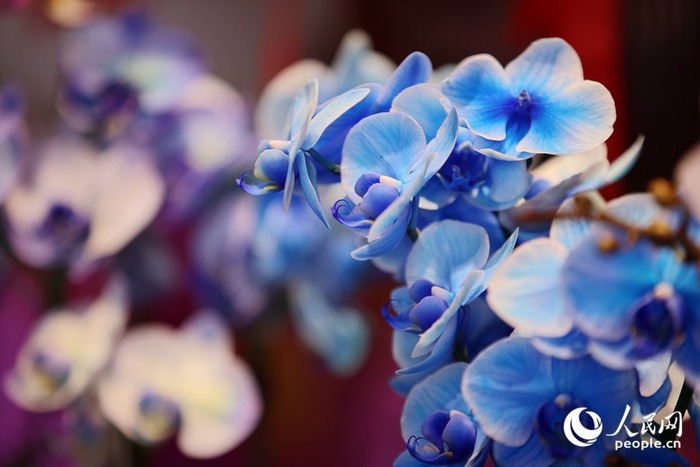 马卡龙色系的蝴蝶兰独放异彩。人民网记者 陈博摄