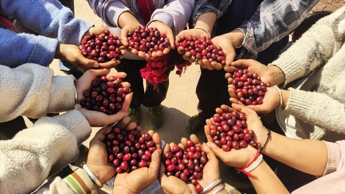 新鲜采摘的孟连咖啡果实。孟连县融媒体中心 供图