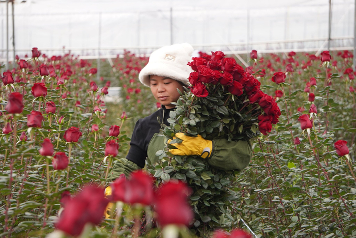 华宁倩之佳花卉行鲜花大棚内工人正在挑选符合标准的玫瑰花 王剑钊 摄