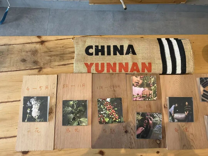 普洱一咖啡庄园内展示的咖啡成长过程。李茜 摄