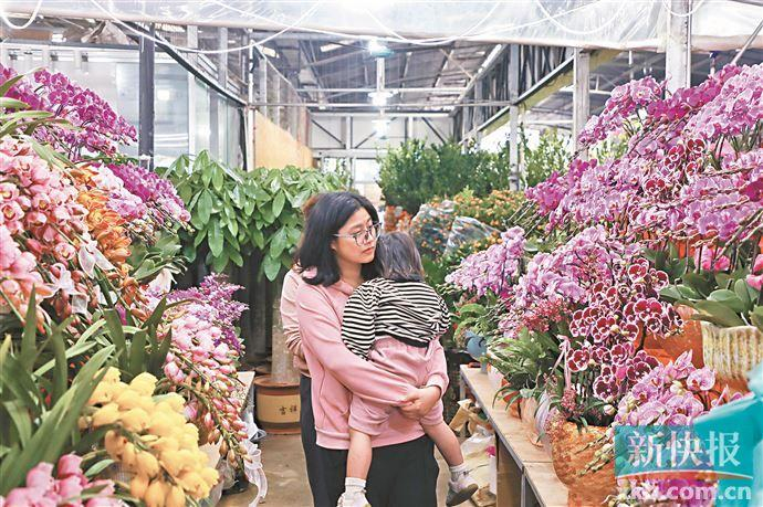 ■岭南花卉市场内，市民在挑选蝴蝶兰。