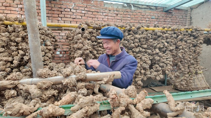 元古堆村村民曾玉成正在挑拣当归头（央广网记者  魏晋雪  摄）