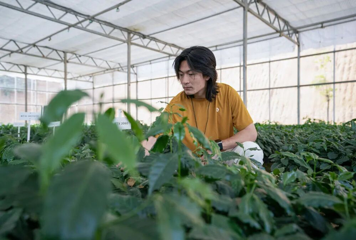 普洱市孟连县芒芒村咖啡庄园负责人在庄园苗圃查看咖啡苗生长情况。图源：新华社