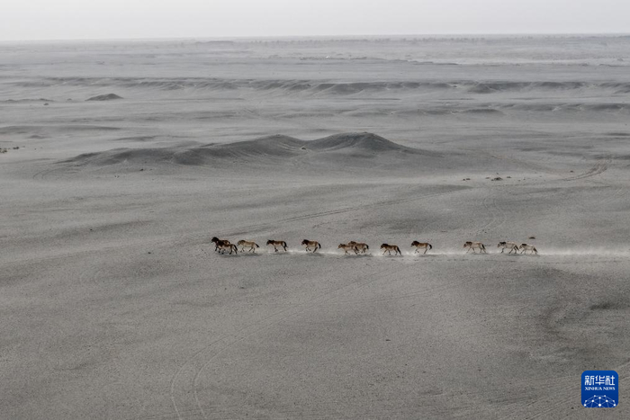   2月5日，一群普氏野马在甘肃敦煌西湖国家级自然保护区的戈壁荒漠上奔跑（无人机照片）。新华社记者 郎兵兵 摄