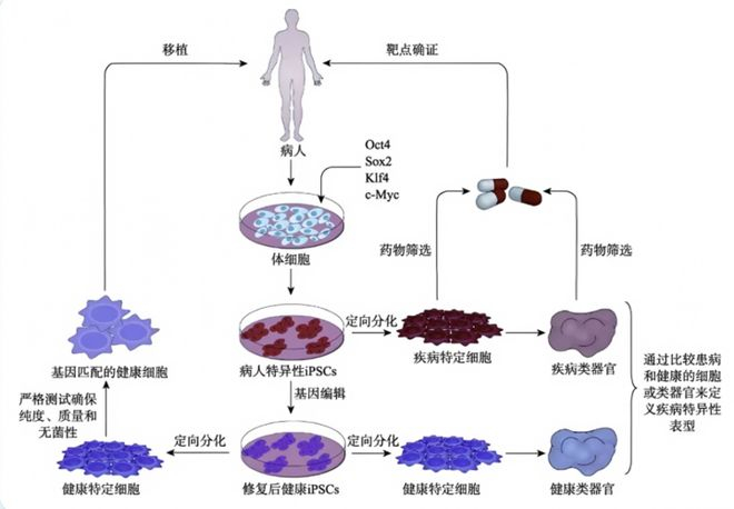 iPSC提取方法; 图源:医药魔方