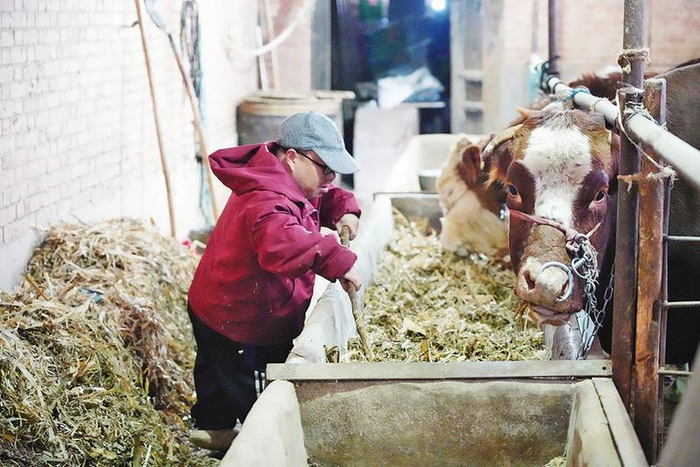 刘群录在自家牛舍里喂牛。（资料图）