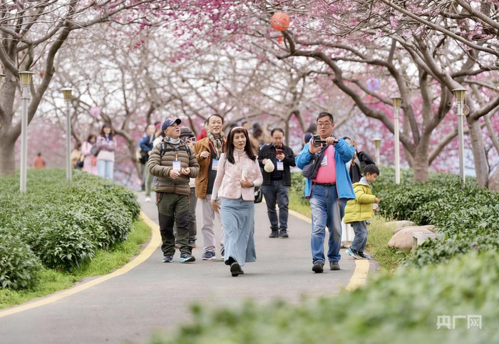 樱花园迎来成群的游客（央广网发  章宸睿  摄）