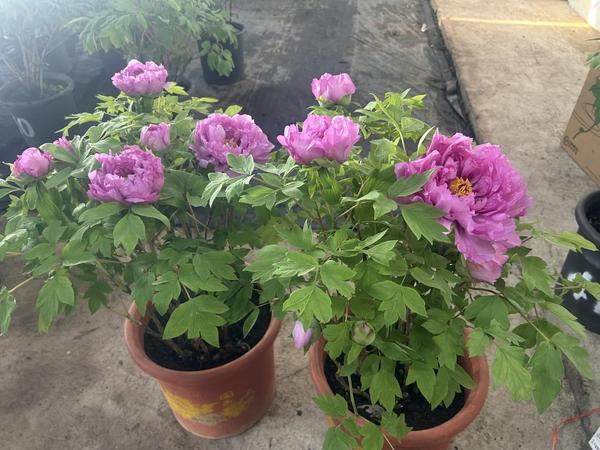 牡丹年宵花 中国网财经王晨曦摄