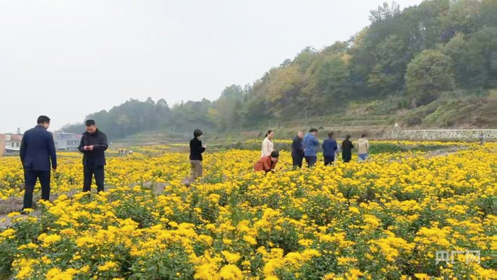 汉阴县五一村金丝皇菊种植基地内菊花盛放，吸引游客驻足观赏（央广网发  文婷  摄）