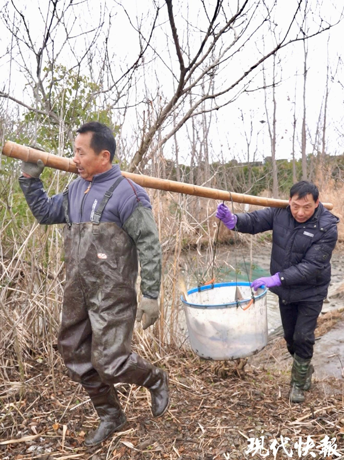 鱼贩子来收鱼