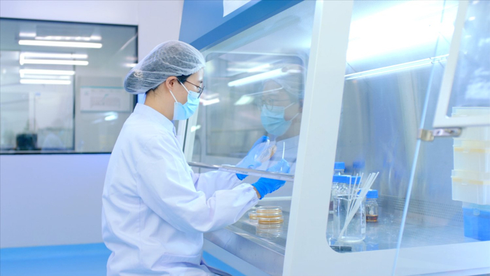 图为伊利益生菌研究人员进行菌株培养