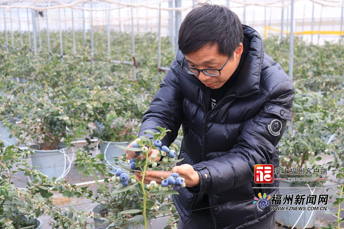 林敬钰仔细察看蓝莓成熟度。记者 李白蕾 摄