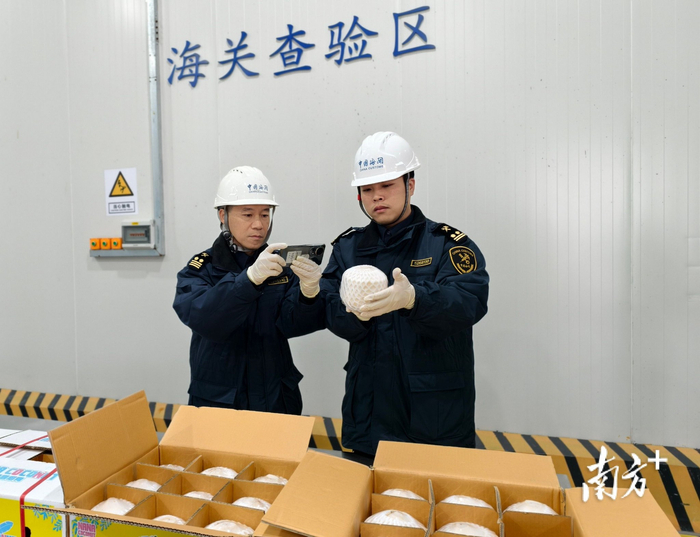 泰国椰青“鲜”达东莞。通讯员供图
