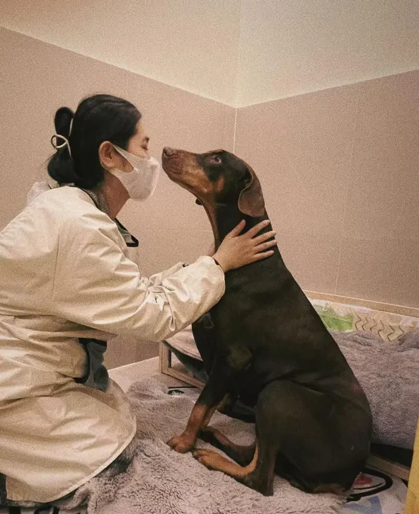 图为寄养机构护理人员在照顾宠物狗。