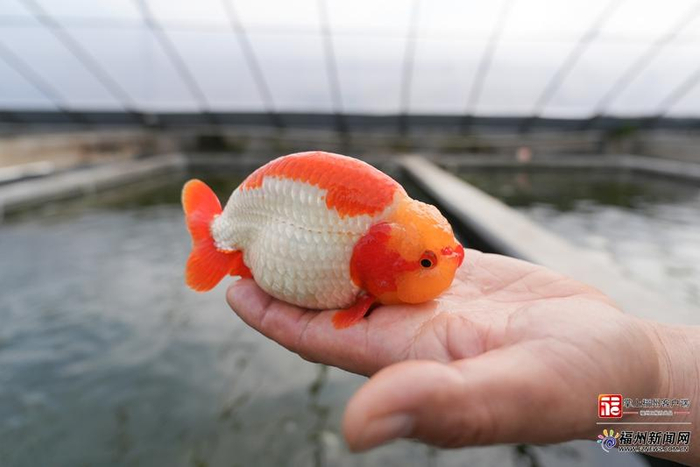 闽侯关中村的潘氏金鱼养殖场里的金鱼。记者 包华 摄