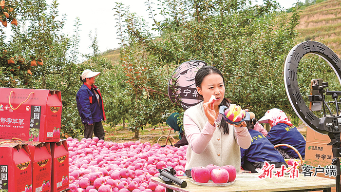 静宁果农在果园通过电商平台销售苹果。（资料图）
