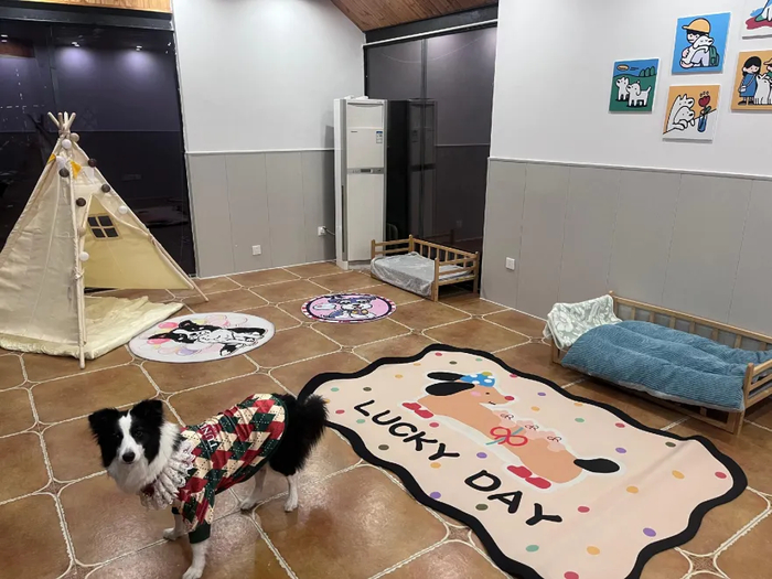 图为宠物狗在寄养房间里活动。