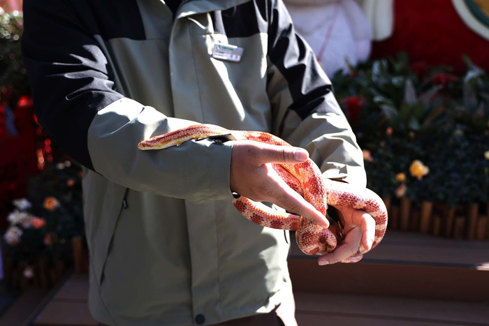 保育员手里的“玉米蛇”