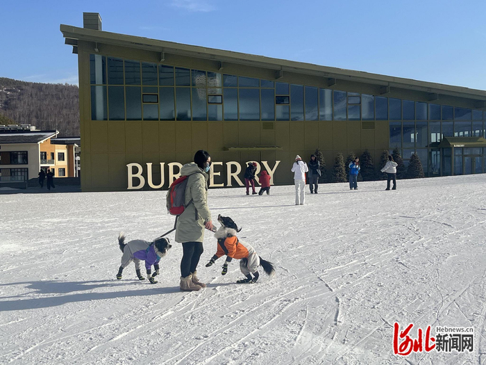 2月4日，崇礼云顶滑雪公园，雪友和宠物犬在雪场嬉戏。闫漪