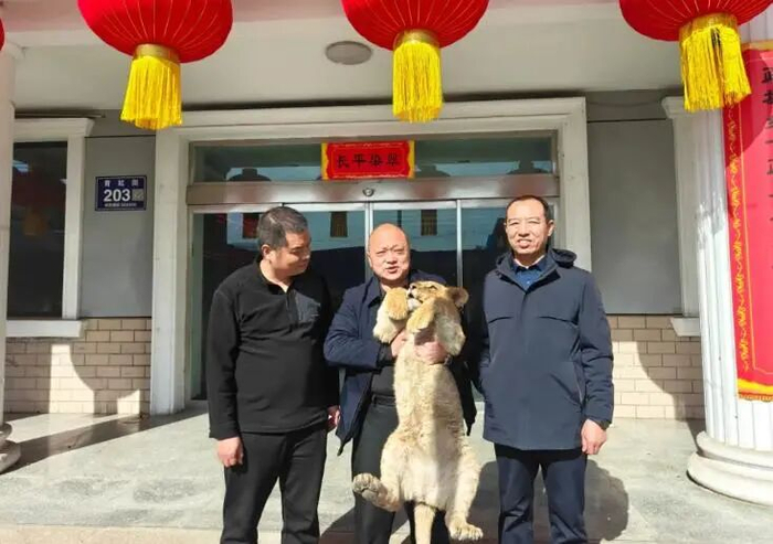 高平市林业局在晋城市规划和自然资源局现场监督下，将非洲狮（幼体）正式移交所属公司（来源：晋城自然资源局）