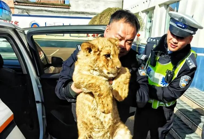 高速交警和属地派出所配合，成功处置幼年非洲狮遗失事件（来源：晋城自然资源局）