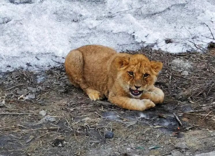 山西长晋高速路边有一只幼年非洲狮（来源：晋城自然资源局）