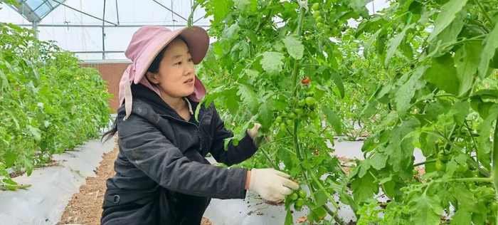 新农人陈绿英在种植番茄。朱开见 摄