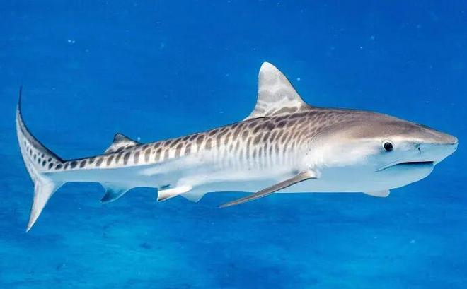 图1（图片来源：海的ダイバーサイト）；图2（图片来源：chelleblaisphoto）