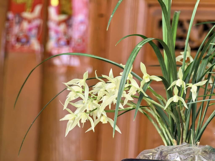 松园村兰户家的兰花 寸剑波 摄