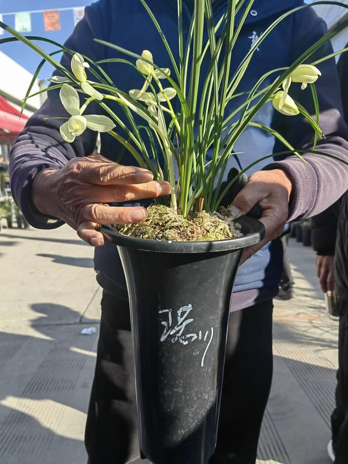 第33届中国兰花博览会上已售兰花 张苑 摄
