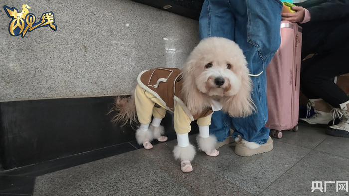 等待“坐高铁”的小狗
