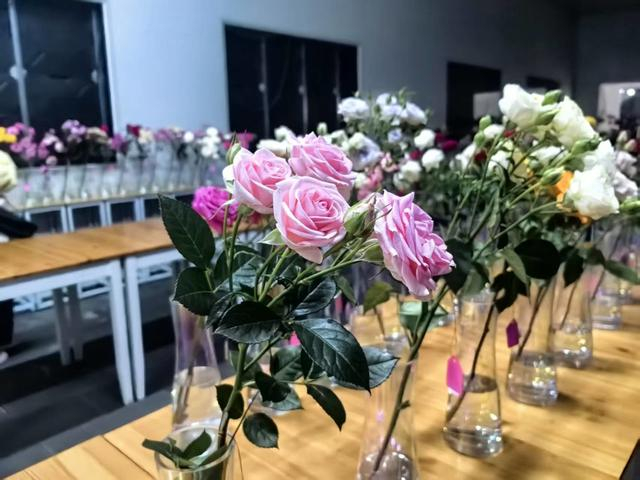 育种团队研发的新品种月季。 李楚悦 摄