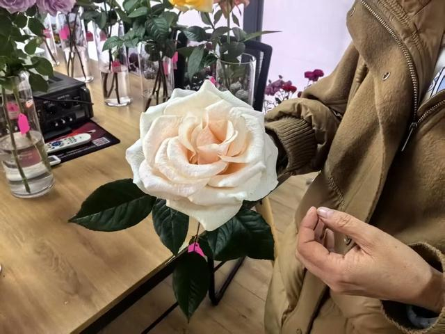 “中国风”新品种月季。 李楚悦 摄