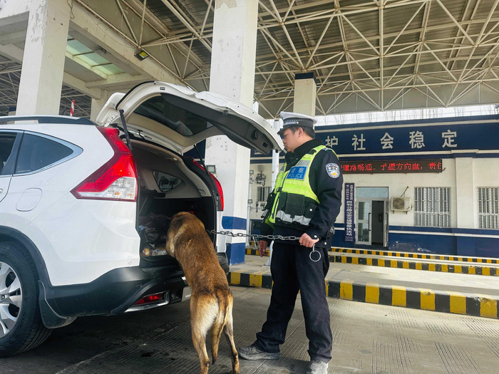 警犬“风影”正在工作中。李萍 摄