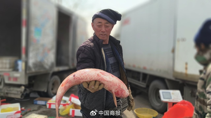 大梭鱼上市了。