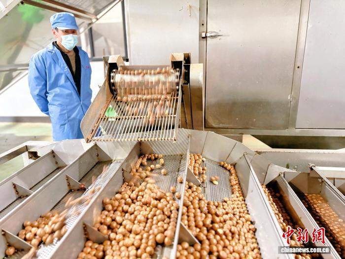 龙岗镇某坚果炒货工厂的加工车间。受访者 供图