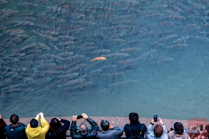 2025年11月11日，宜宾合江门金沙江与岷江交汇处，野生鱼群正追逐着游客抛撒的鱼食。四川在线记者 何海洋 摄