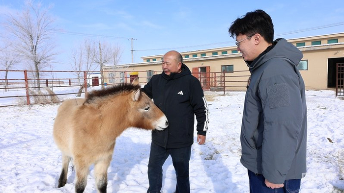 高级工程师恩特马汗·阿站汗和徒弟正在对普氏野马“清明”进行日常监测  （央广网记者  丁安  摄）