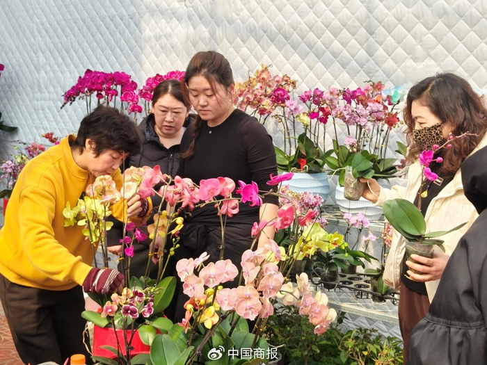 花卉市场里蝴蝶兰最抢手。