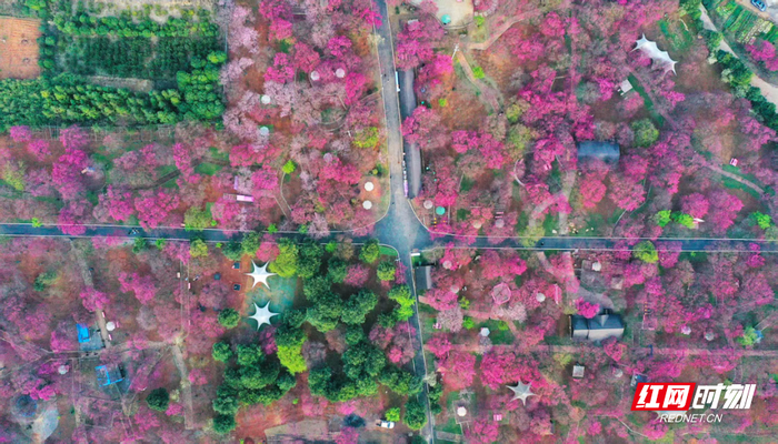 郴州桂阳县农科所樱花盛开，如红色的烂漫花海。