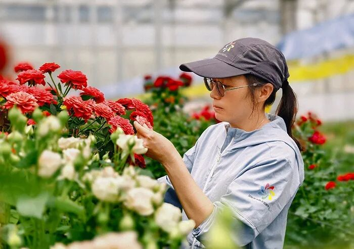 ·蔡艳飞在花圃里查看选育的月季新品种长势。（人民网记者 符皓/摄）