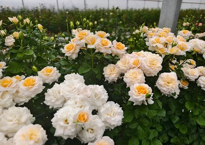 ·蔡艳飞和团队选育的月季新品种。（人民网记者 符皓/摄）