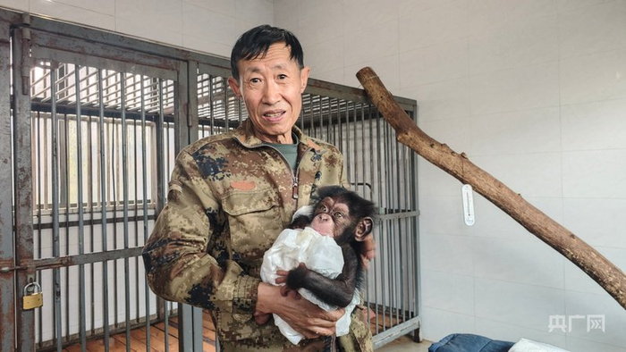 井林林抱着只有两个月大的猩猩幼崽（央广网记者  温雅慧  摄）