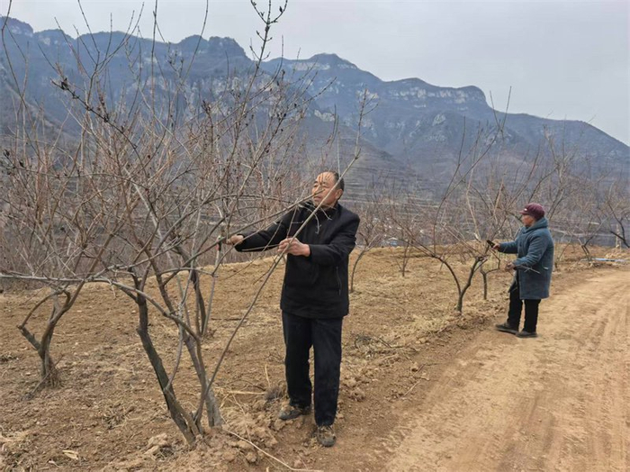 2月10日，涉县辽城乡西沟村陈水洋夫妇给连翘树剪枝。河北日报记者 刘剑英 摄