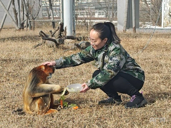 任倩俐给金丝猴喂食（央广网记者  温雅慧  摄）