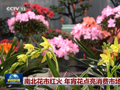 南北花市红火 年宵花点亮消费市场