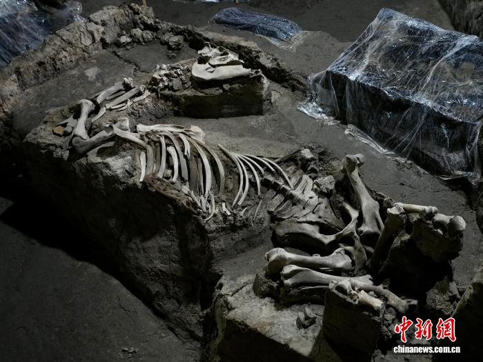 2月5日，绍兴稽中遗址出土的马坑。项菁 摄